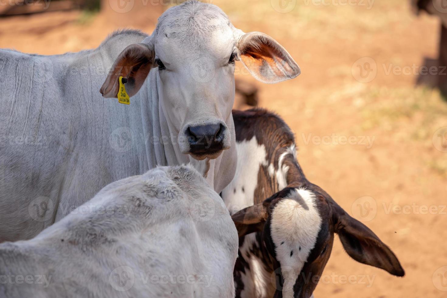 mucca adulta in una fattoria foto