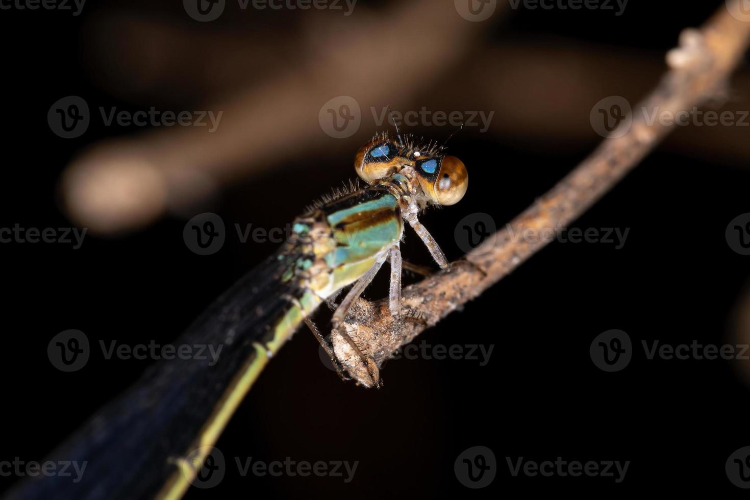 libellula adulta dalle ali strette foto