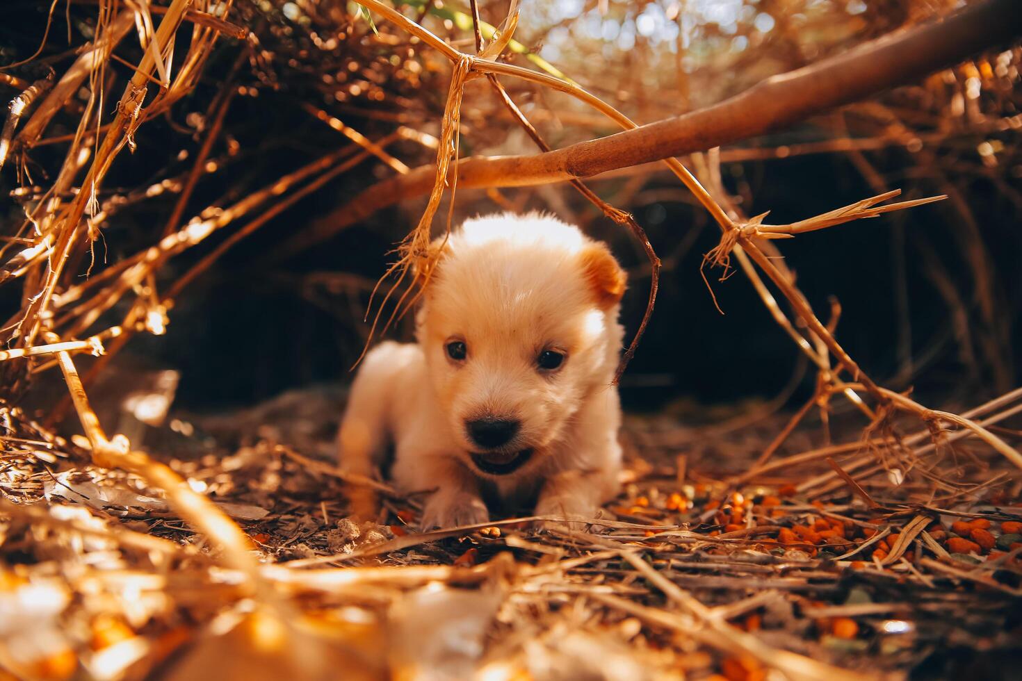 Là siamo molti cuccioli nel il foresta foto