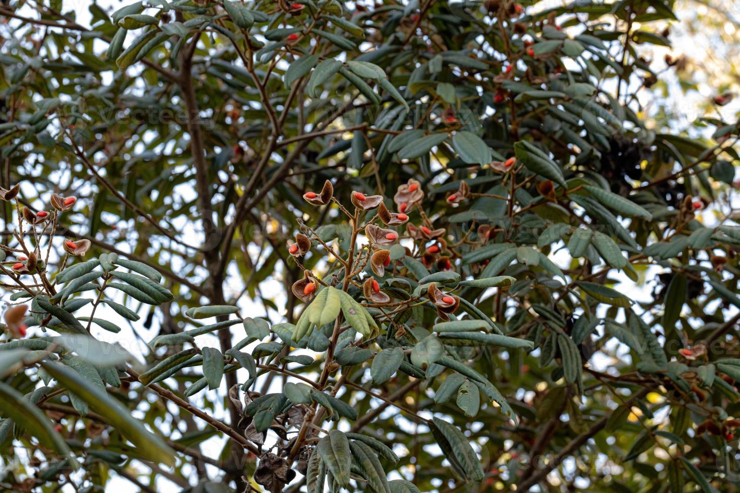 albero di ormosia con semi rossi foto