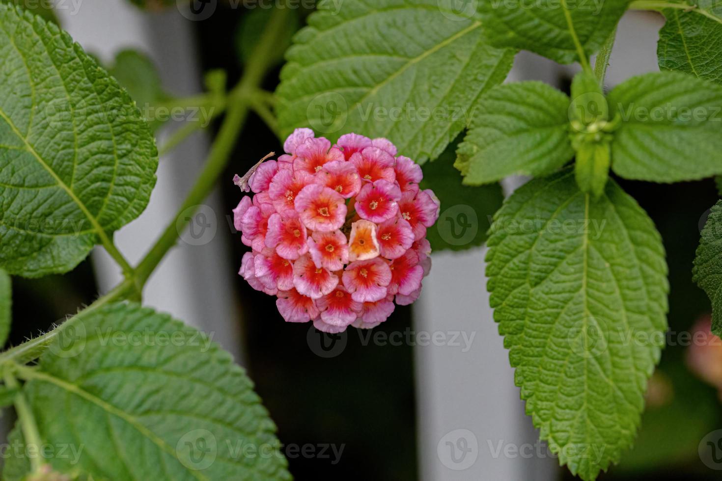 fiore di lantana comune foto