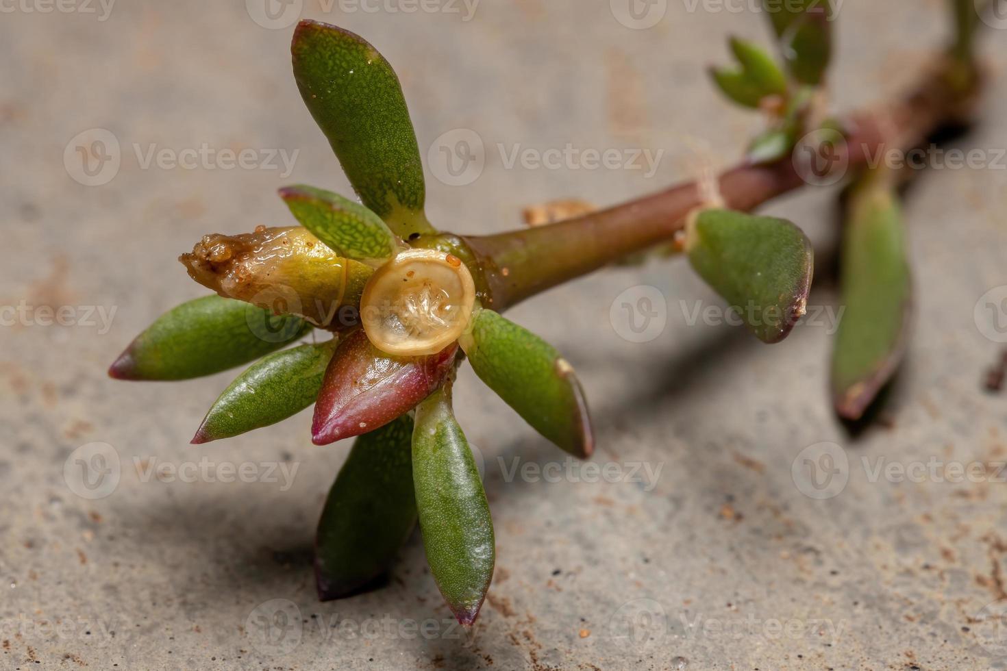 foglie e frutti di una pianta di portulaca paraguaiana foto