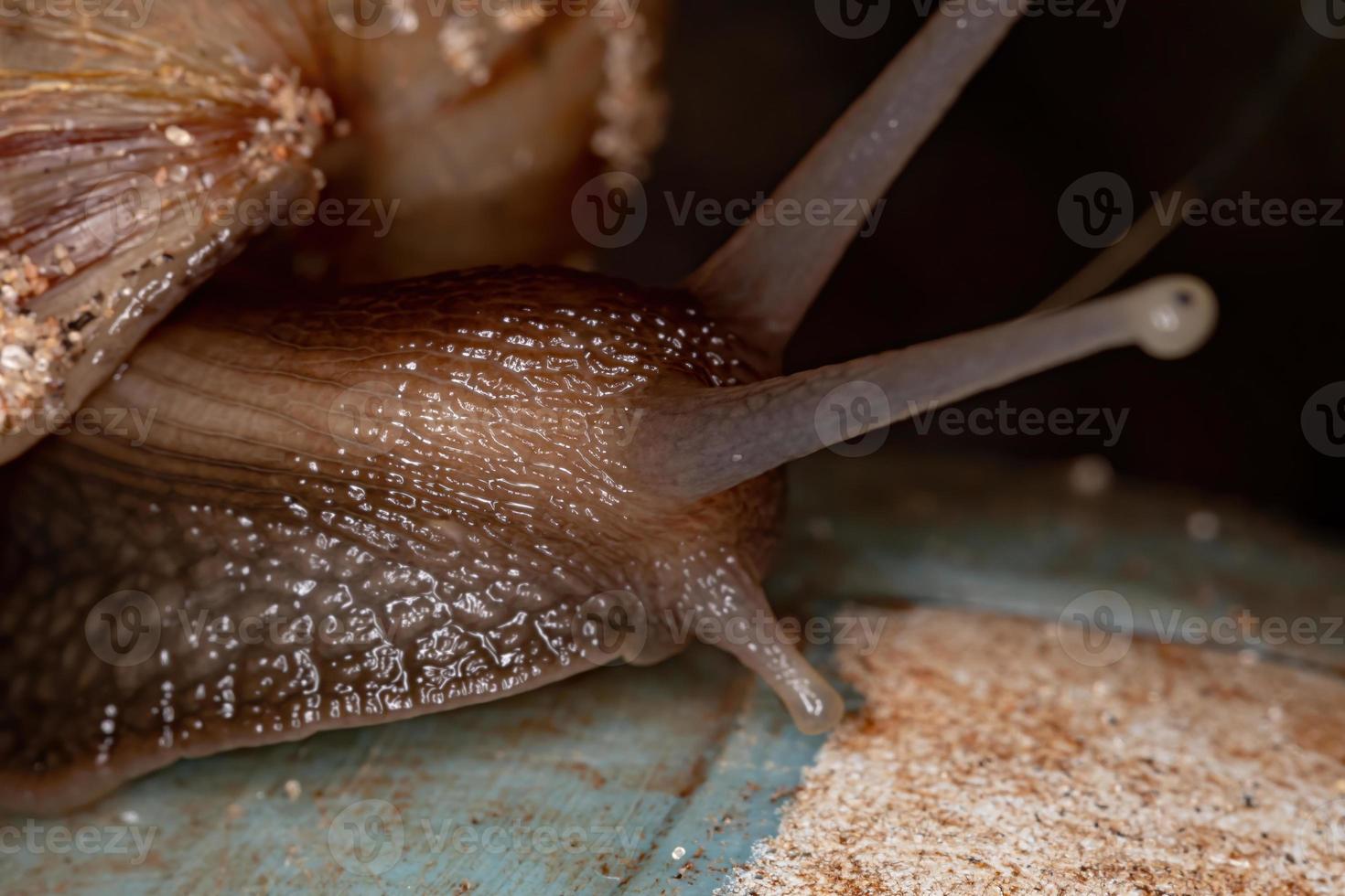 lumaca gigante africana foto