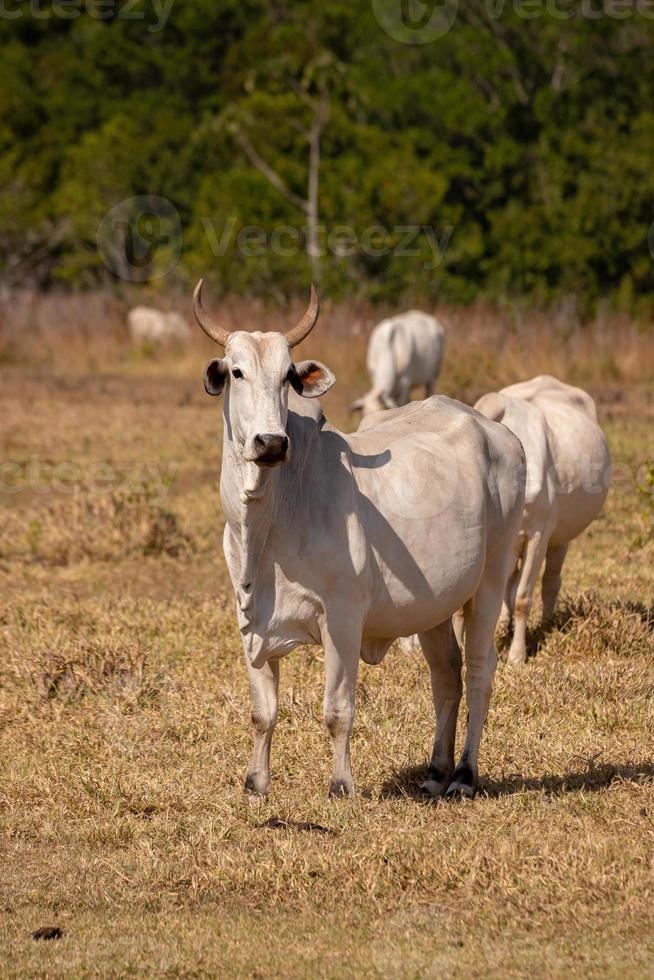 mucca adulta in una fattoria foto