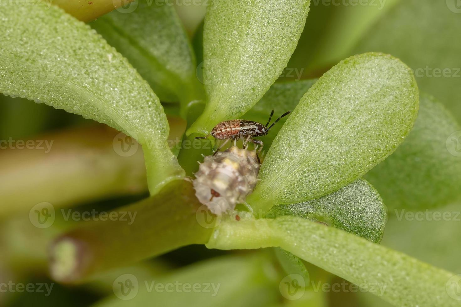 ninfa dell'insetto del seme su una portulaca comune foto