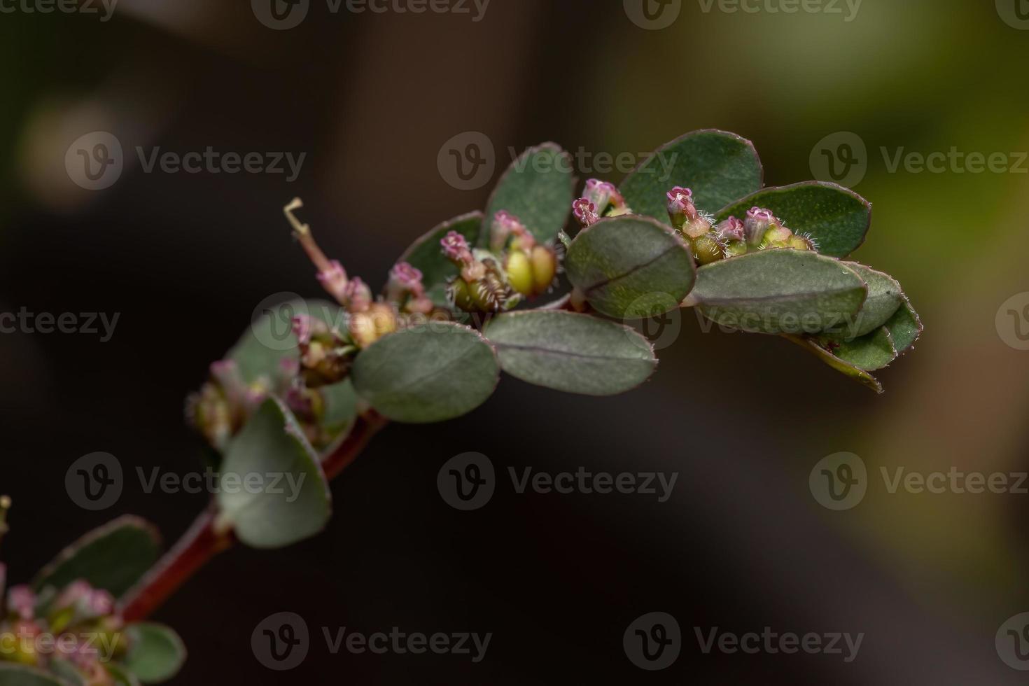 fiori e frutti della pianta di sabbia prostrata foto