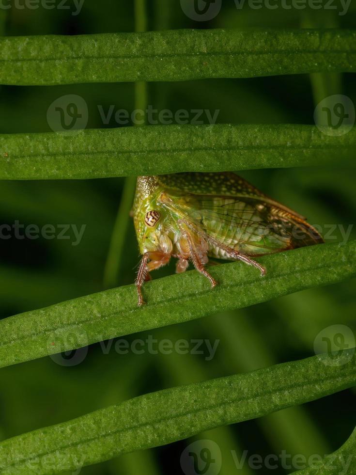 adulto tipico treehopper foto