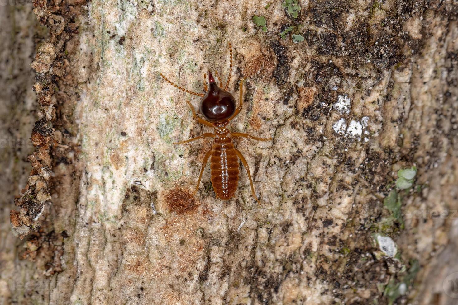 termite nasuta soldato adulto foto