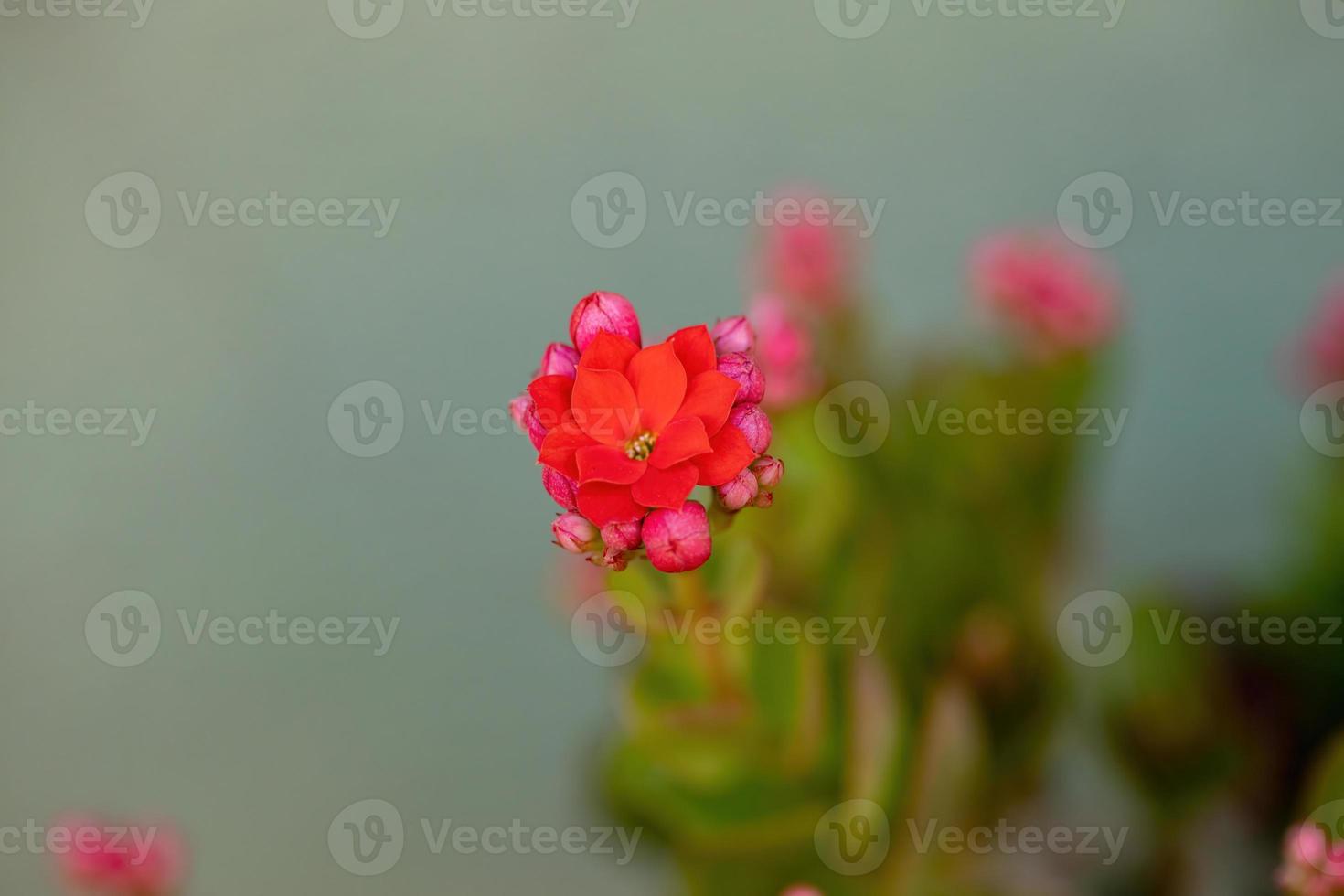 katy fiammeggiante fiore rosso foto