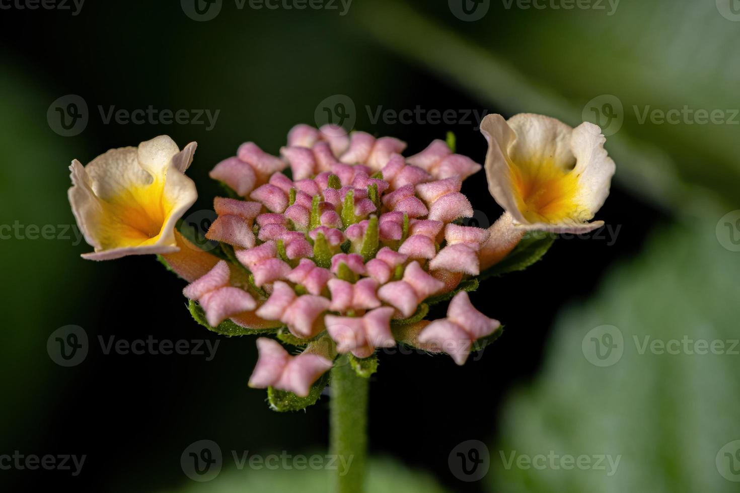 fiore di lantana comune foto