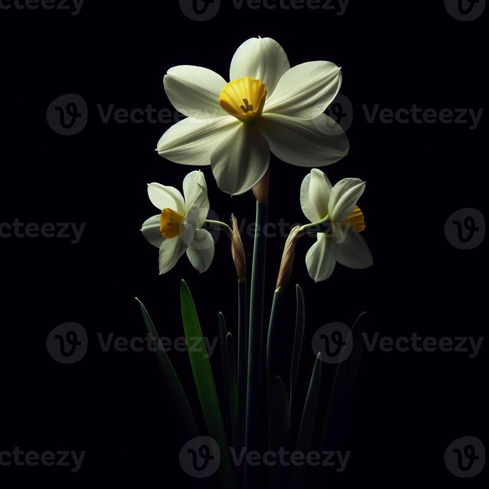 ai generato Narciso isolato su nero sfondo. fiori e impianti nel primavera. foto