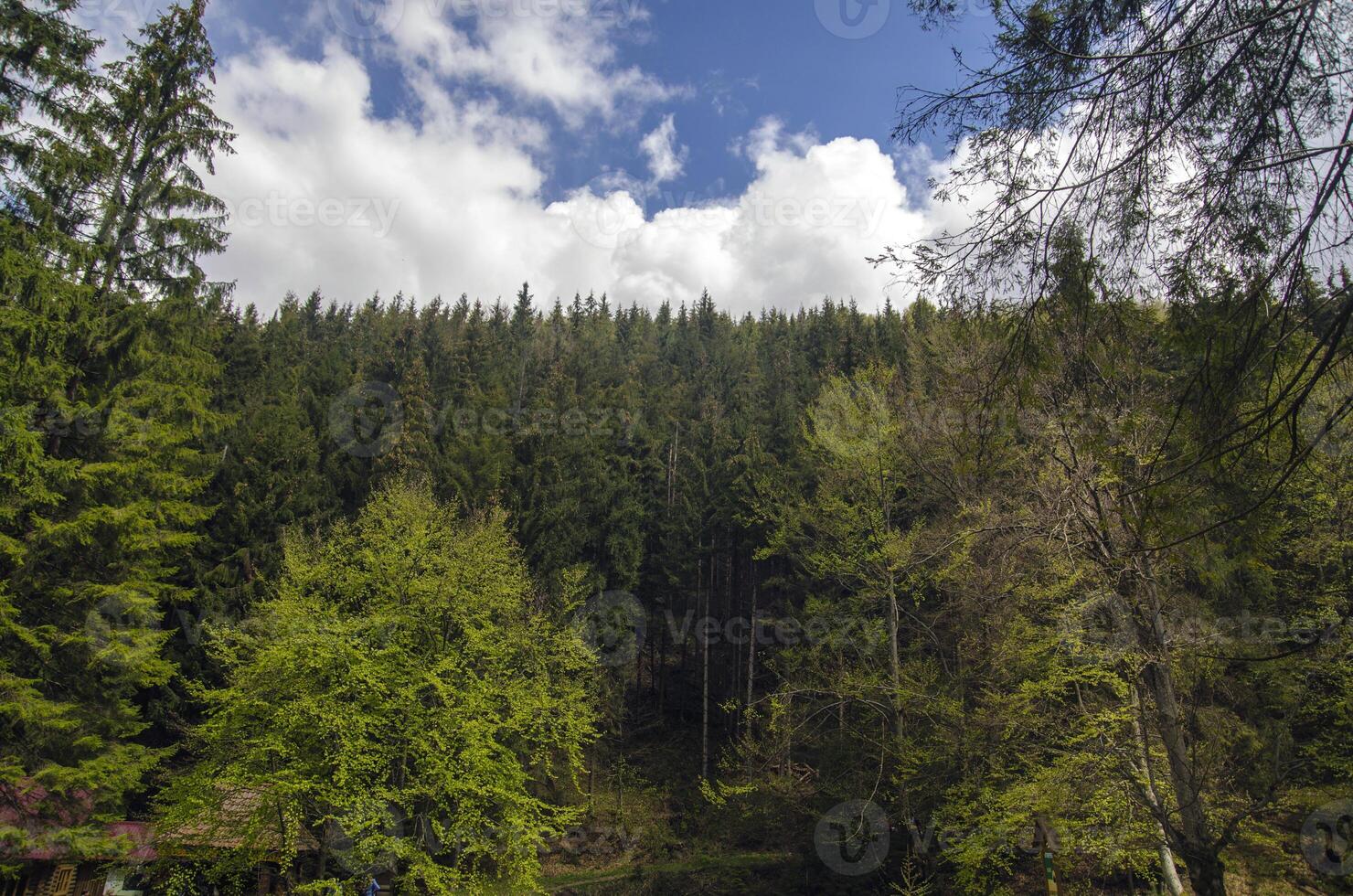 verde montagna foresta foto