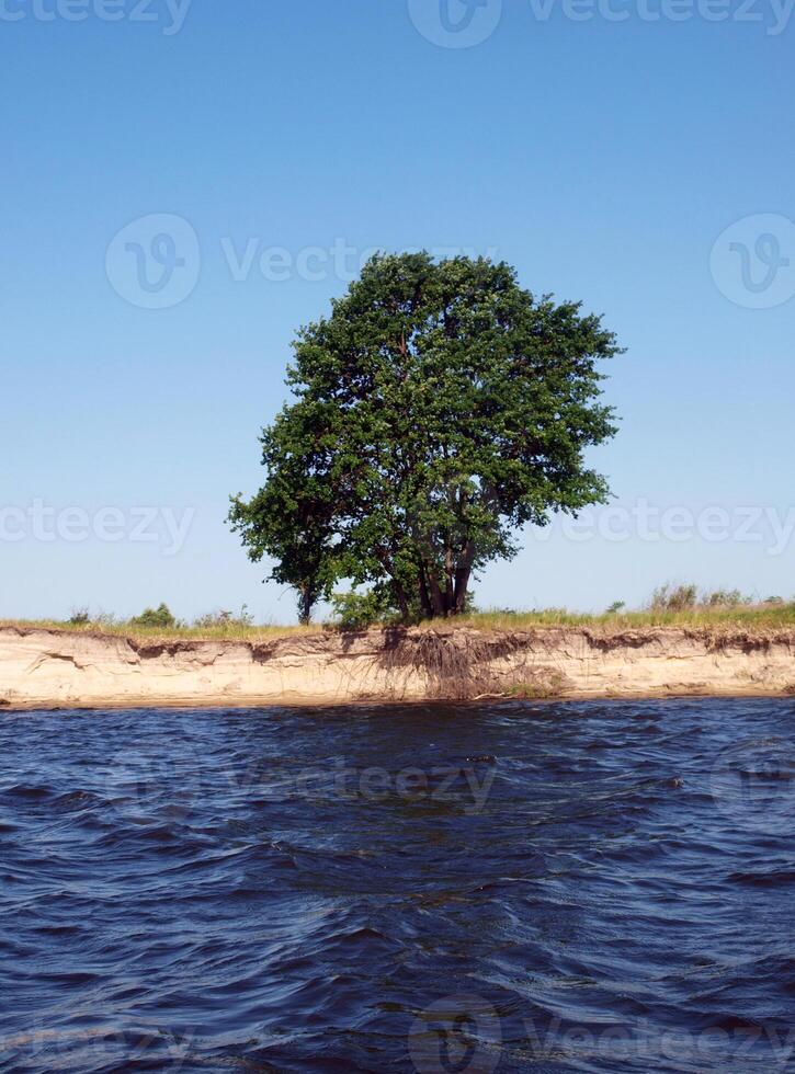 solitario albero su il riva foto