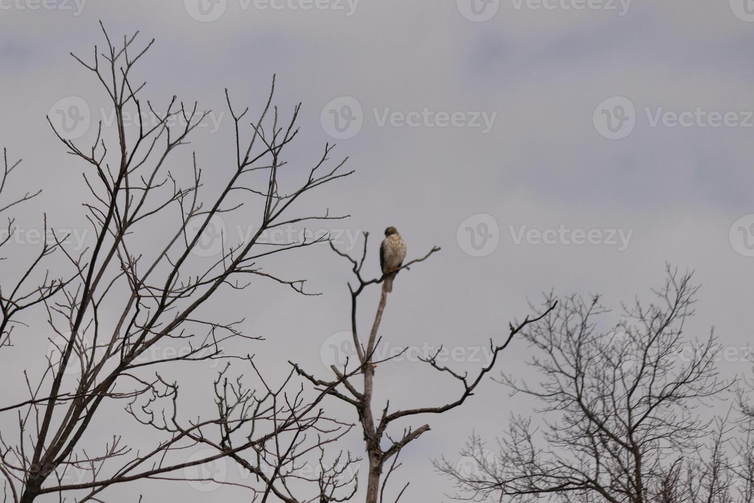 Questo rosso coda falco era arroccato a il superiore di il albero guardare per Brey. il suo bellissimo bianca pancia in piedi su a partire dal il rami di il albero. il suo poco Marrone testa e corpo delineando il suo corpo. foto