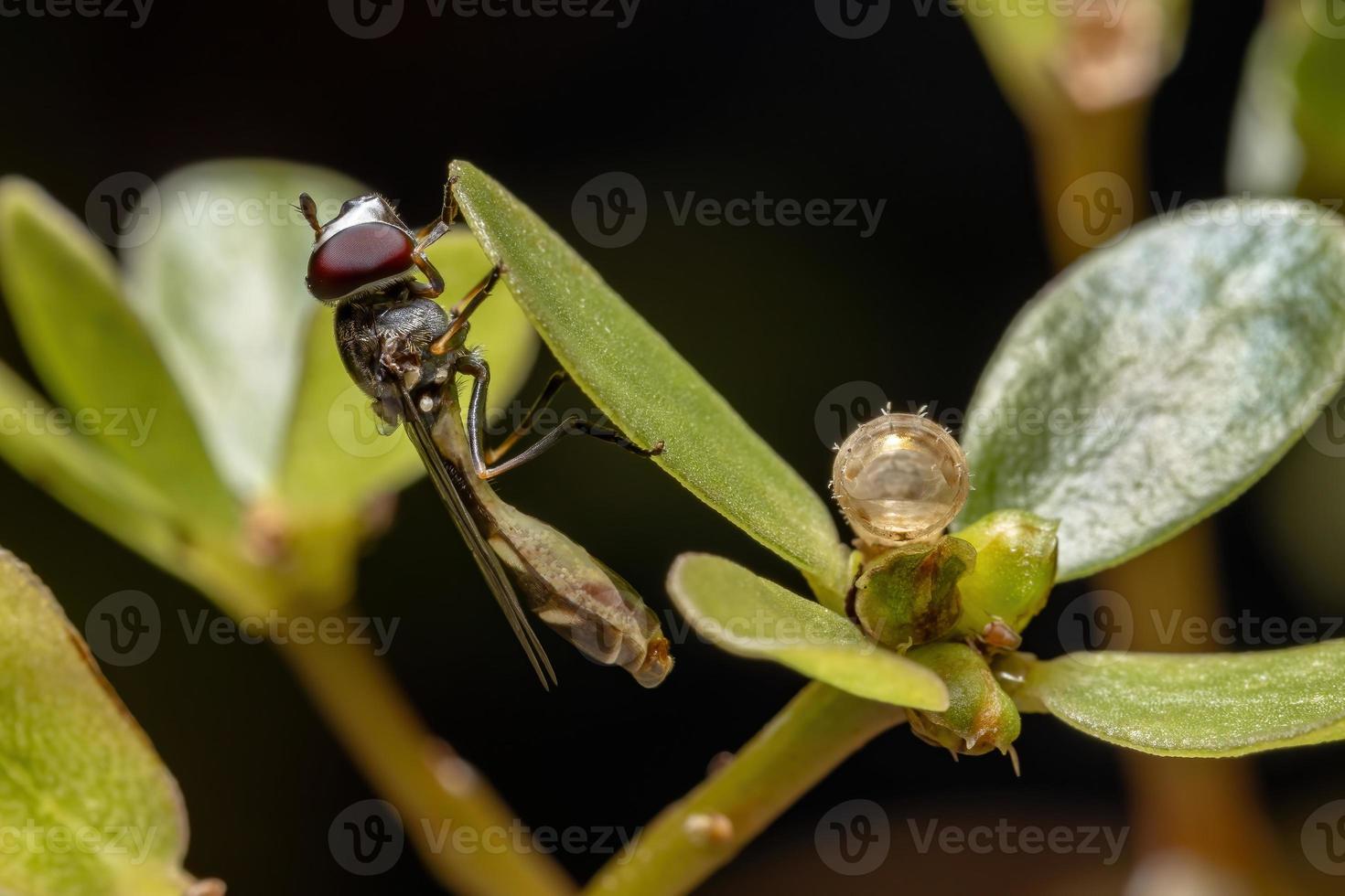 hover fly appena nato da una pupa foto