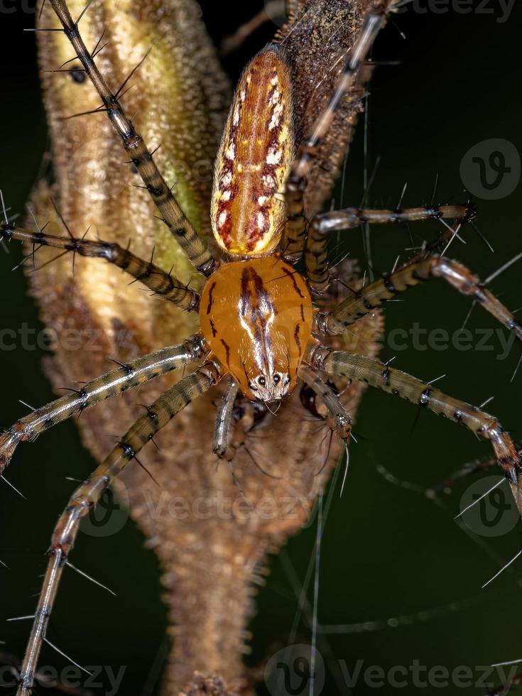 ragno lince maschio adulto foto