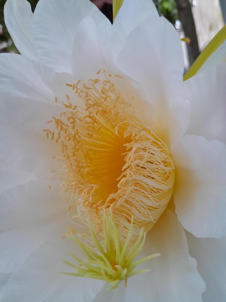 il Drago frutta fioritura fiore è prese durante il giorno. Questo foto è Perfetto per calendari, riviste, manifesti, striscioni.