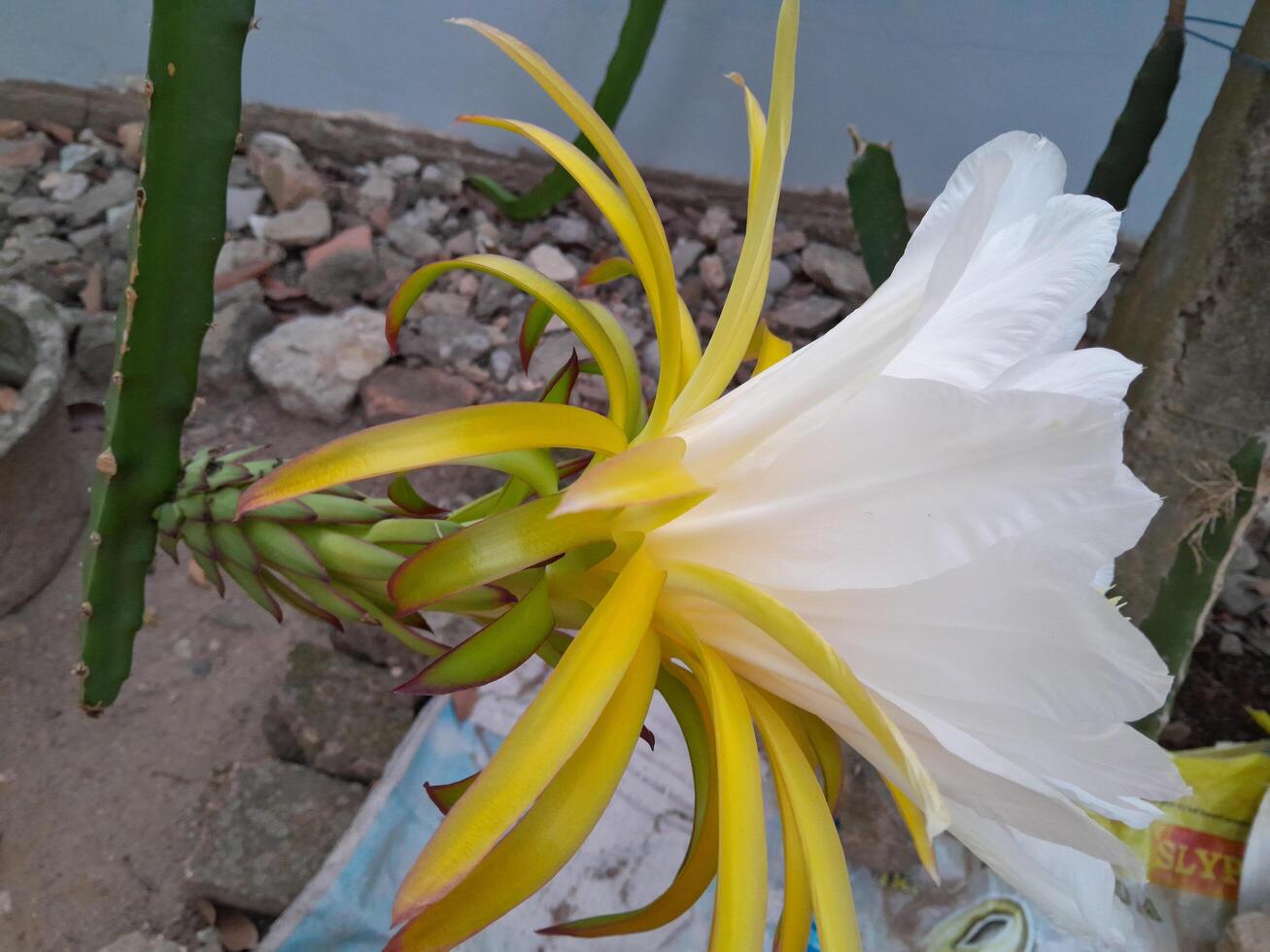 il Drago frutta fioritura fiore è prese durante il giorno. Questo foto è Perfetto per calendari, riviste, manifesti, striscioni.