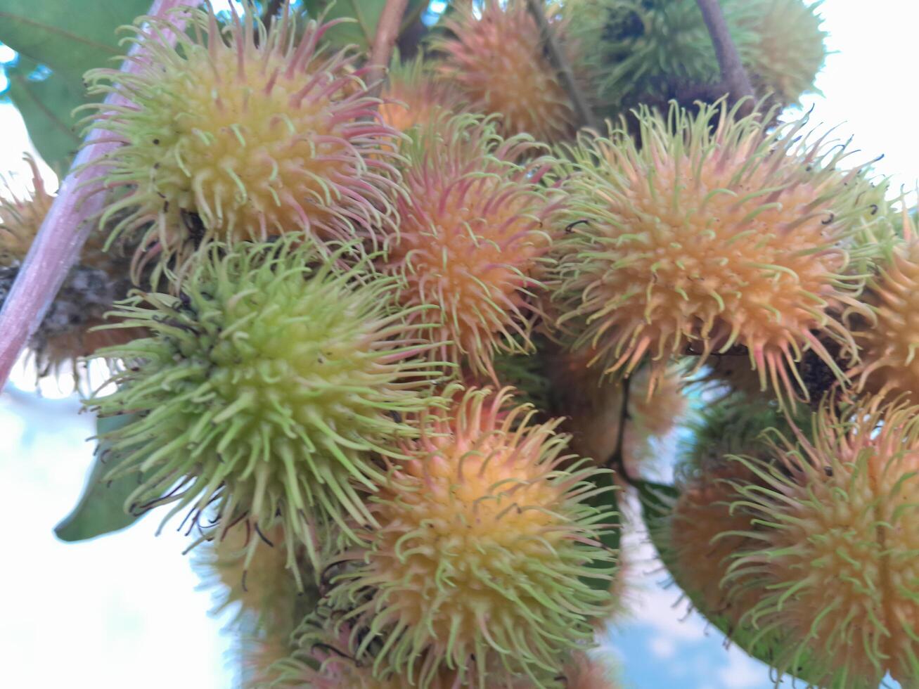 foto di rambutan pianta. Perfetto per sfondi, sfondi, striscioni, ragnatela, annunci e altri con un' pianta tema