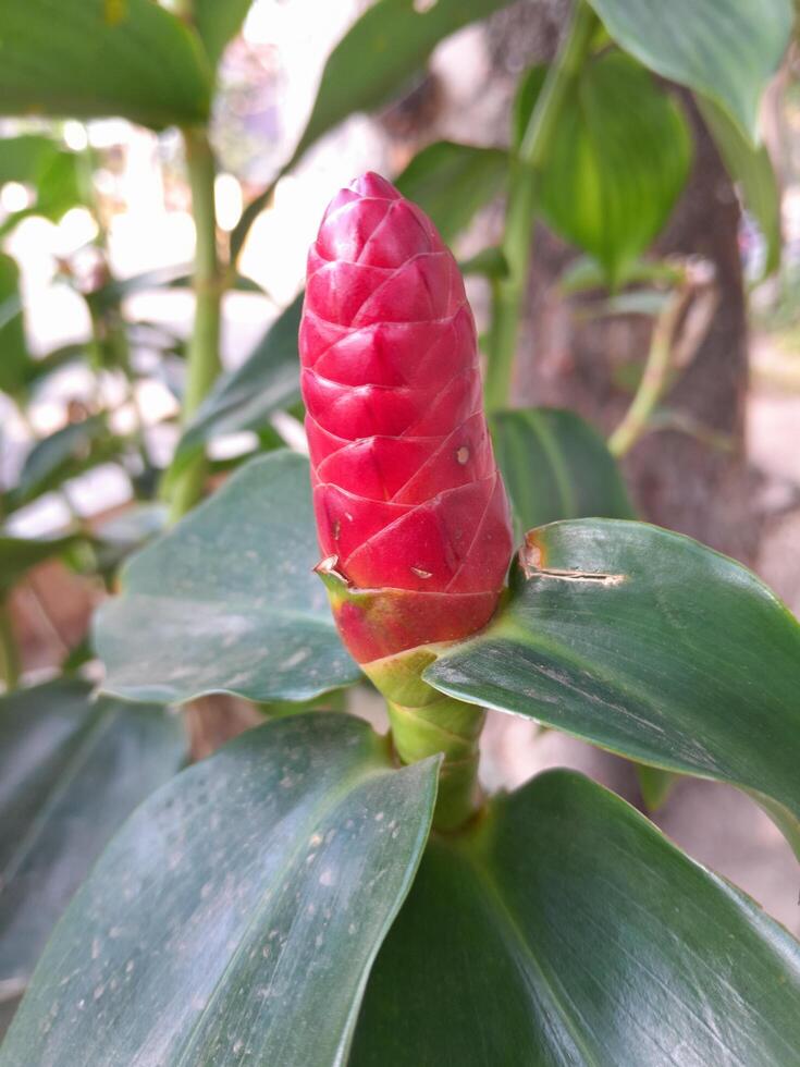 foto di costus spicatus pianta. Perfetto per riviste, giornali e tabloid