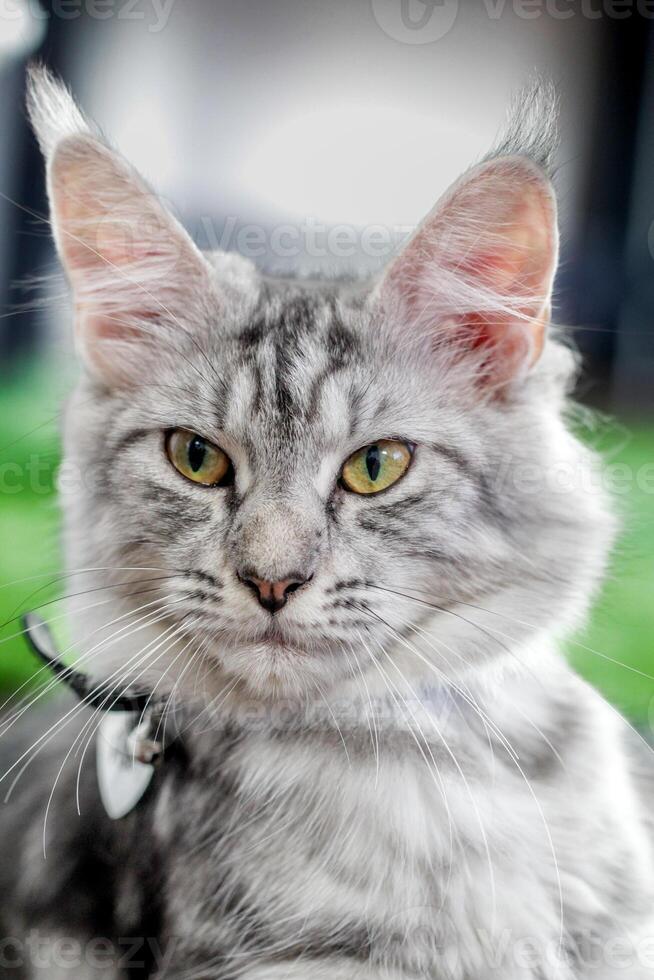 un' carriera gatto con verde occhi foto