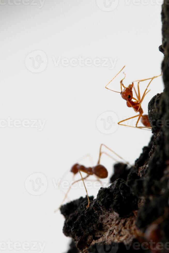 un' piccolo formica è arrampicata su un' albero foto