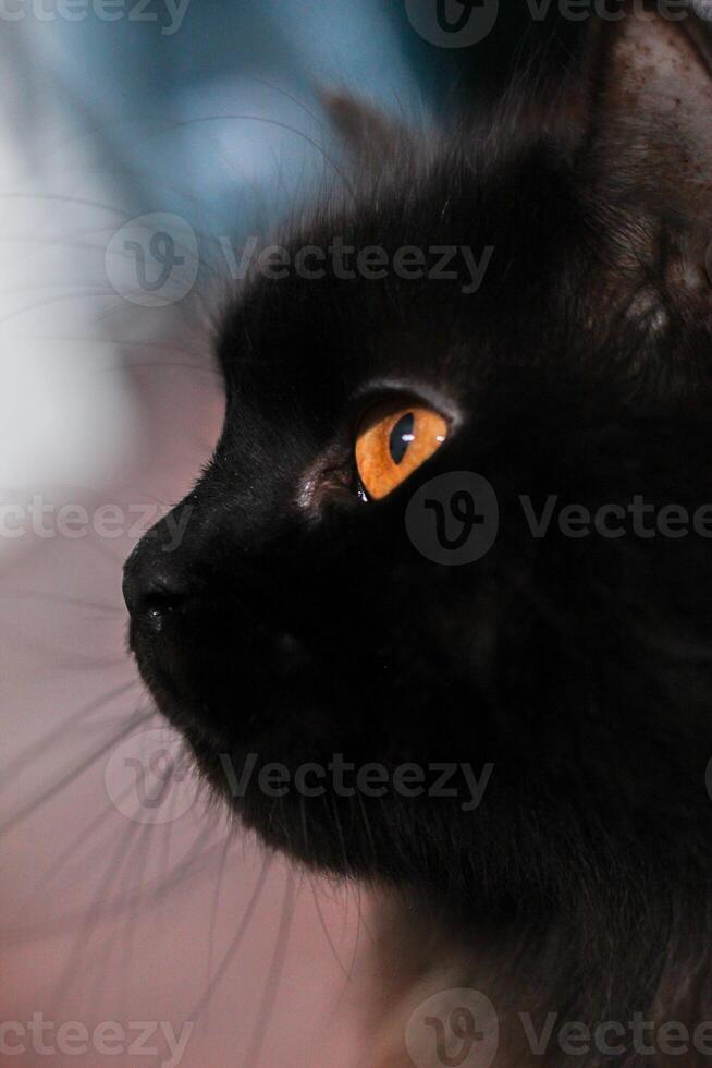 un' nero gatto con arancia occhi foto