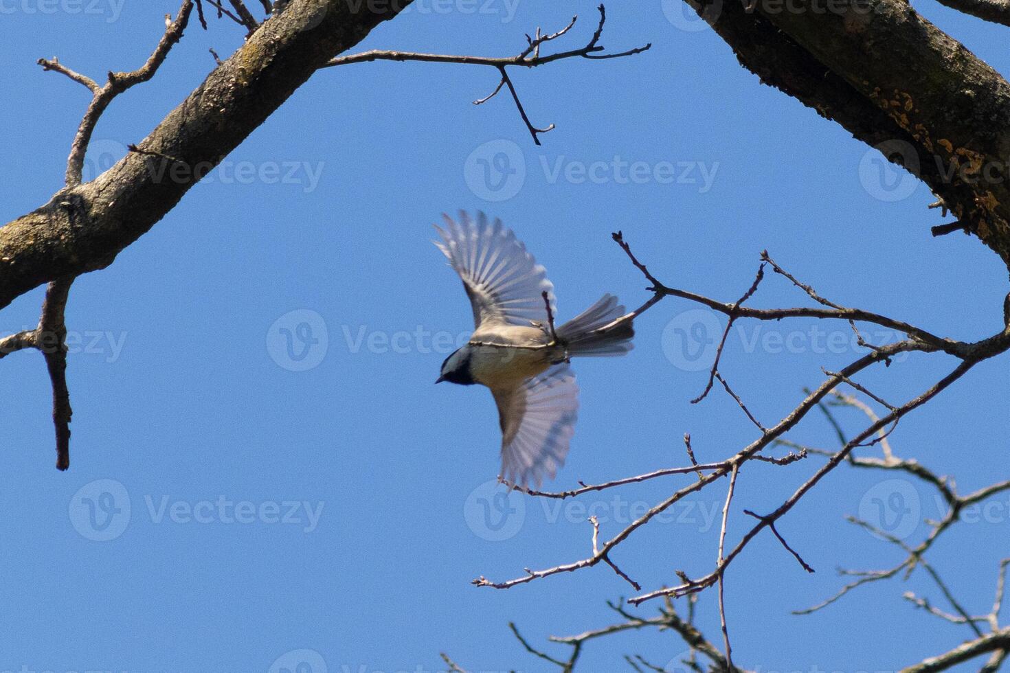 io amore il Guarda di Questo cappuccio nero chickadee catturato nel il aria come lui è volante a partire dal il albero ramo. il suo poco Ali esteso per librarsi attraverso il aria. voi può quasi vedere leggero In arrivo attraverso loro. foto