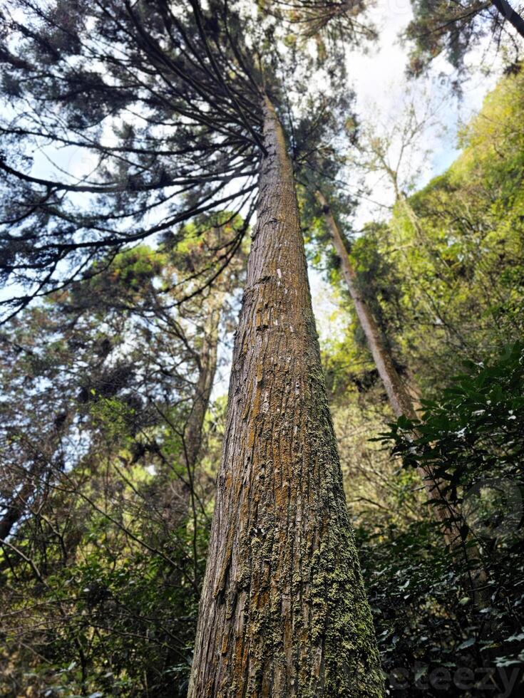 vicino su tronco di alto albero nel il montagna. foto