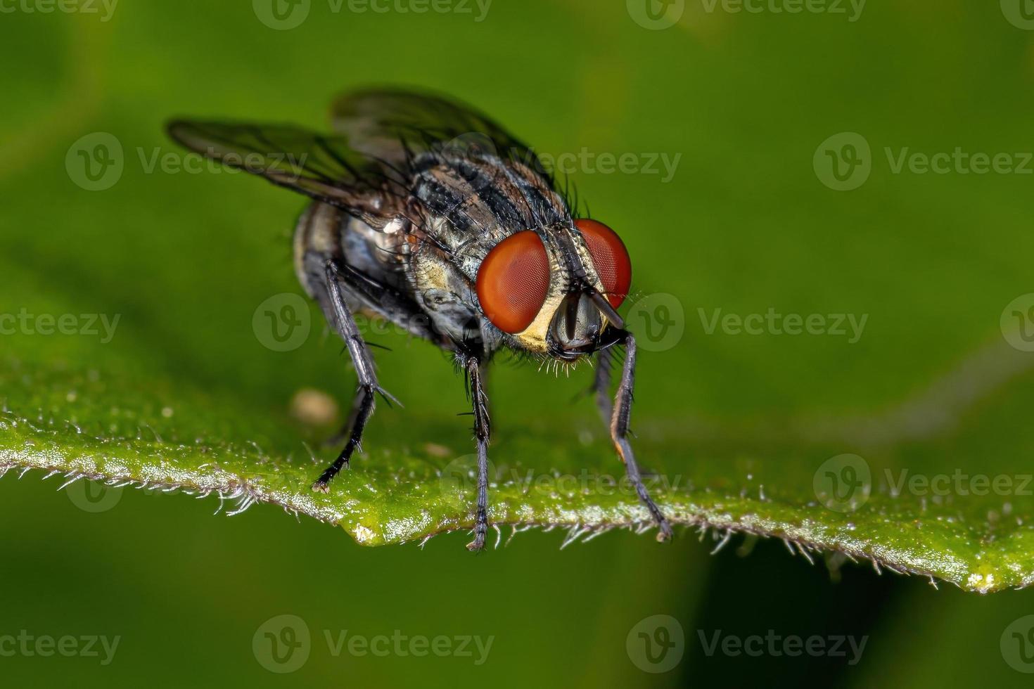 mosca di carne adulta foto