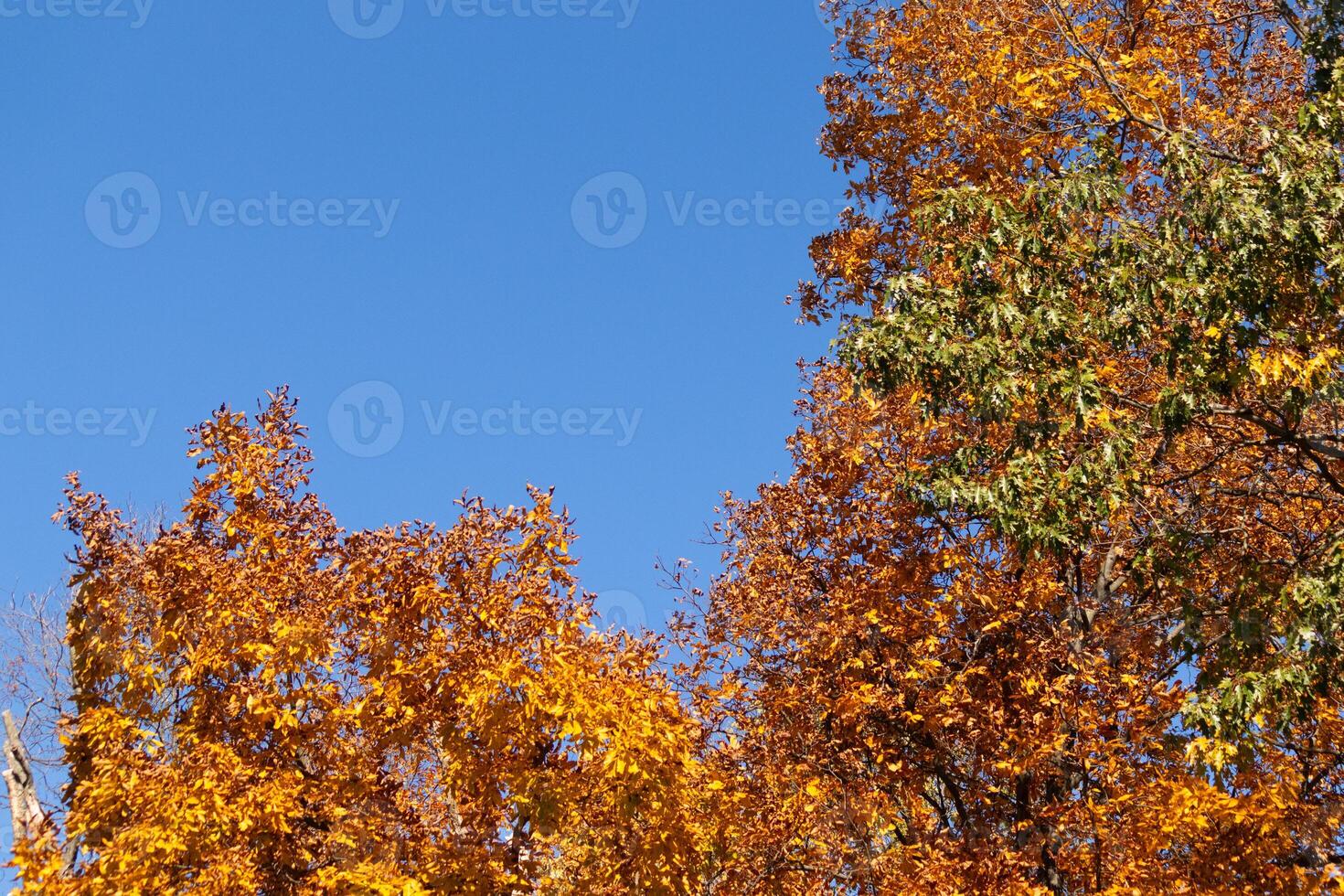 io amore il Guarda di queste bellissimo autunno colori. il autunno fogliame a suo picco. il arancia, giallo, e rosso mostrando il le foglie siamo di per far cadere. un' blu cielo può essere visto nel il sfondo. foto