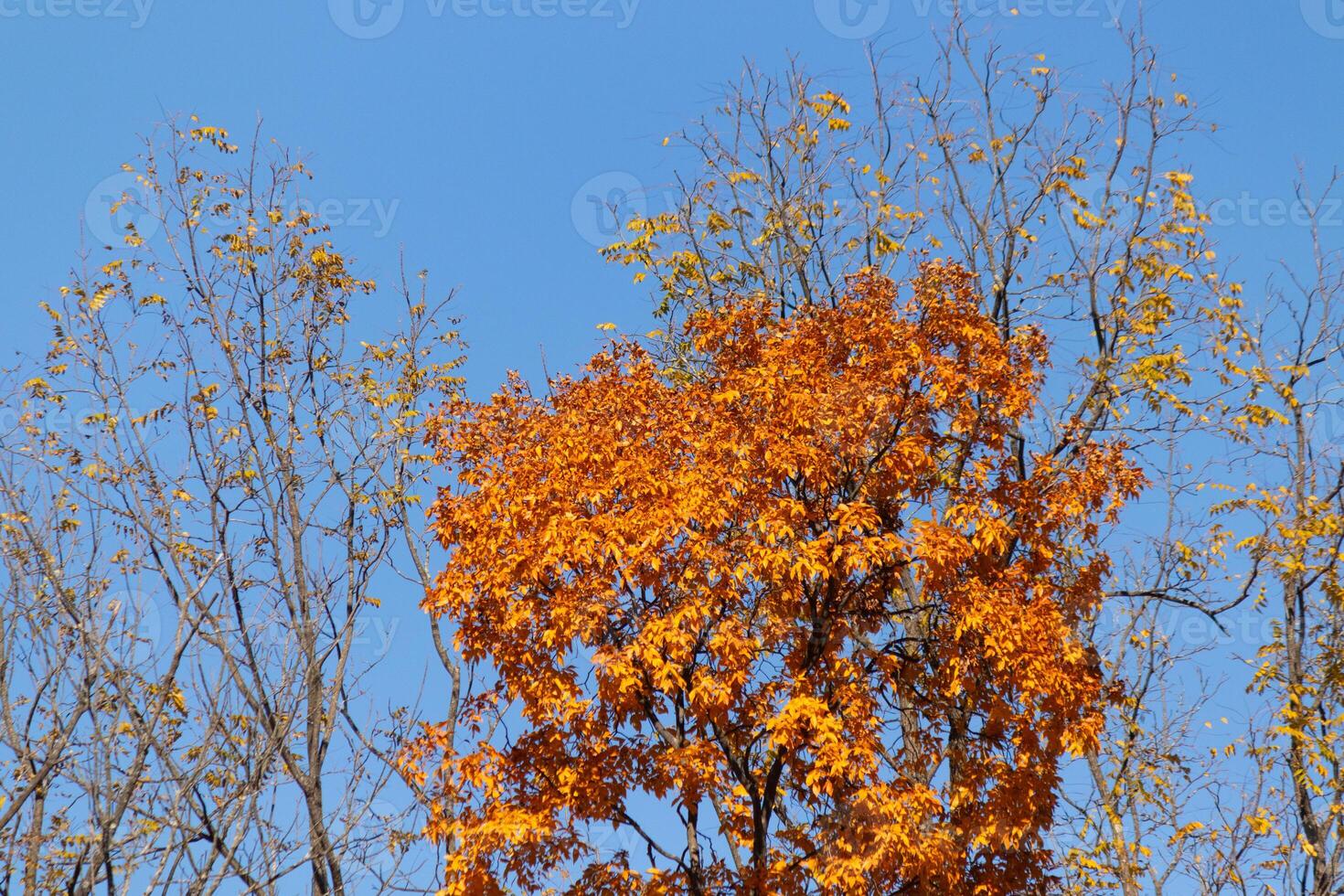 io amore il Guarda di queste bellissimo autunno colori. il autunno fogliame a suo picco. il arancia, giallo, e rosso mostrando il le foglie siamo di per far cadere. un' blu cielo può essere visto nel il sfondo. foto