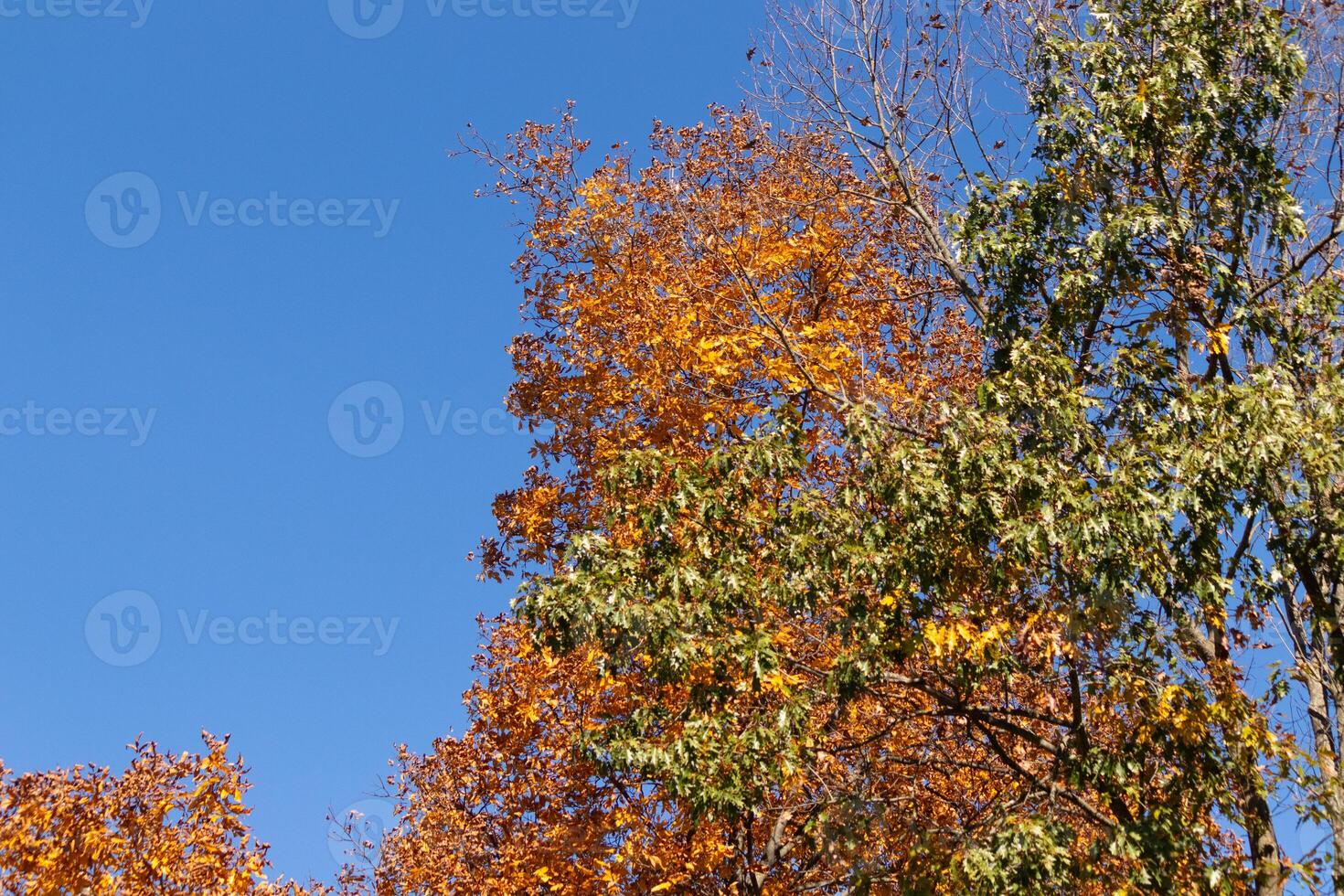 io amore il Guarda di queste bellissimo autunno colori. il autunno fogliame a suo picco. il arancia, giallo, e rosso mostrando il le foglie siamo di per far cadere. un' blu cielo può essere visto nel il sfondo. foto