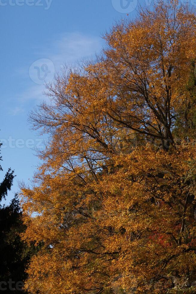 Questo bellissimo albero è visto Qui allungamento per il cielo. il le foglie siamo mutevole per ardente colori mostrando il autunno stagione. il arancia, giallo, e rosso occhiali da sole mostrare essi siamo di per far cadere per il terra. foto