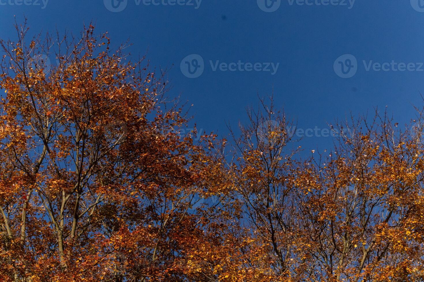 autunno tempo quando il le foglie modificare per un' bella Marrone, arancia e giallo colore. Questo fa il albero Guarda piace esso è su fuoco. il autunno fogliame veramente sta su giusto prima il le foglie far cadere. foto