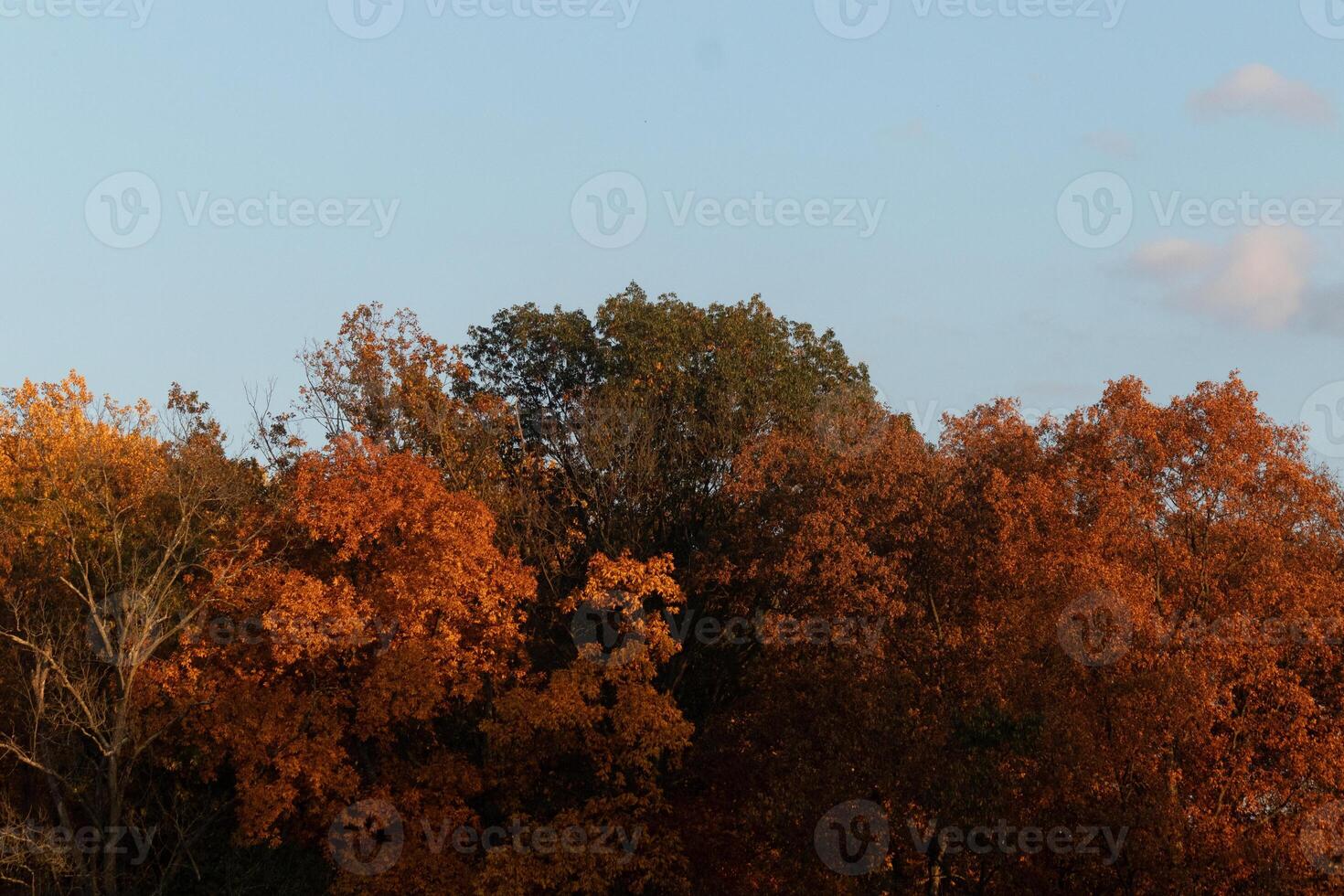 Questo immagine era prese nel il autunno stagione. il autunno fogliame è nel picco colore. il arancia, Marrone, e giallo quasi fa il alberi Guarda piace essi siamo su fuoco. foto