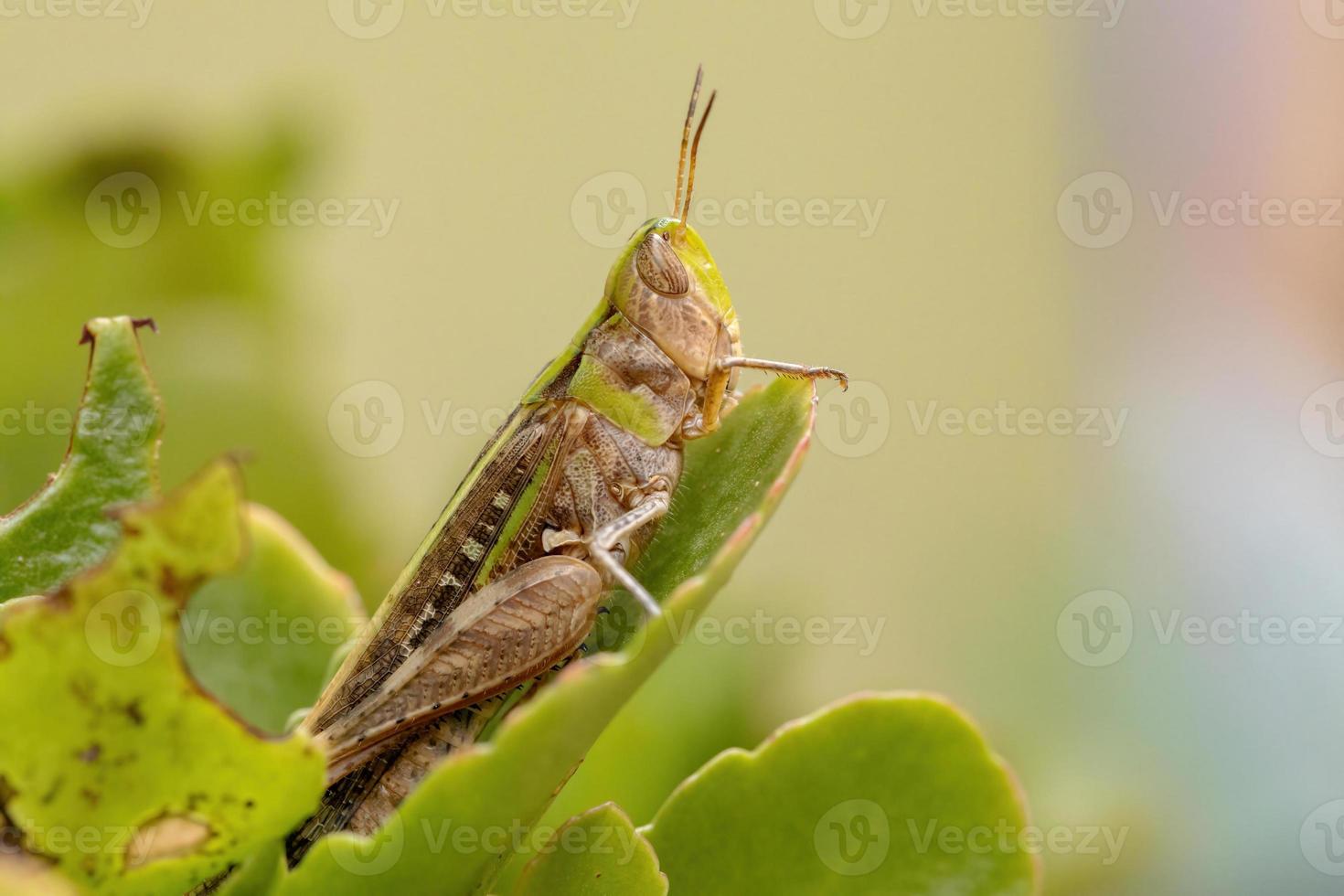 cavalletta stridulante adulta dal muso obliquo foto