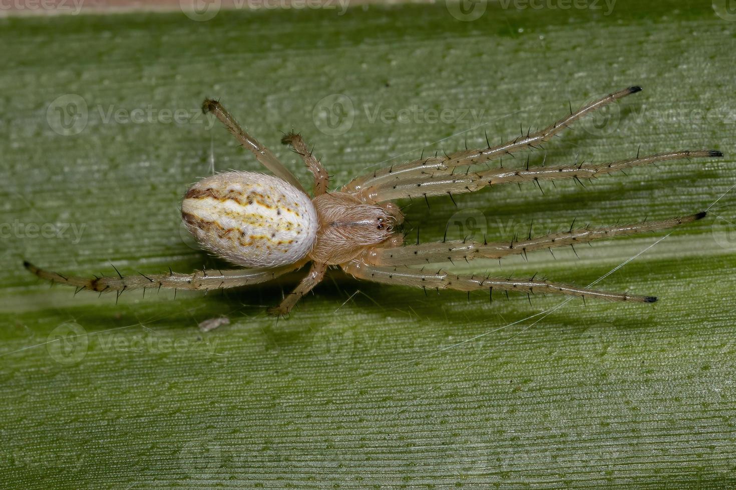 erba neoscona ragno foto