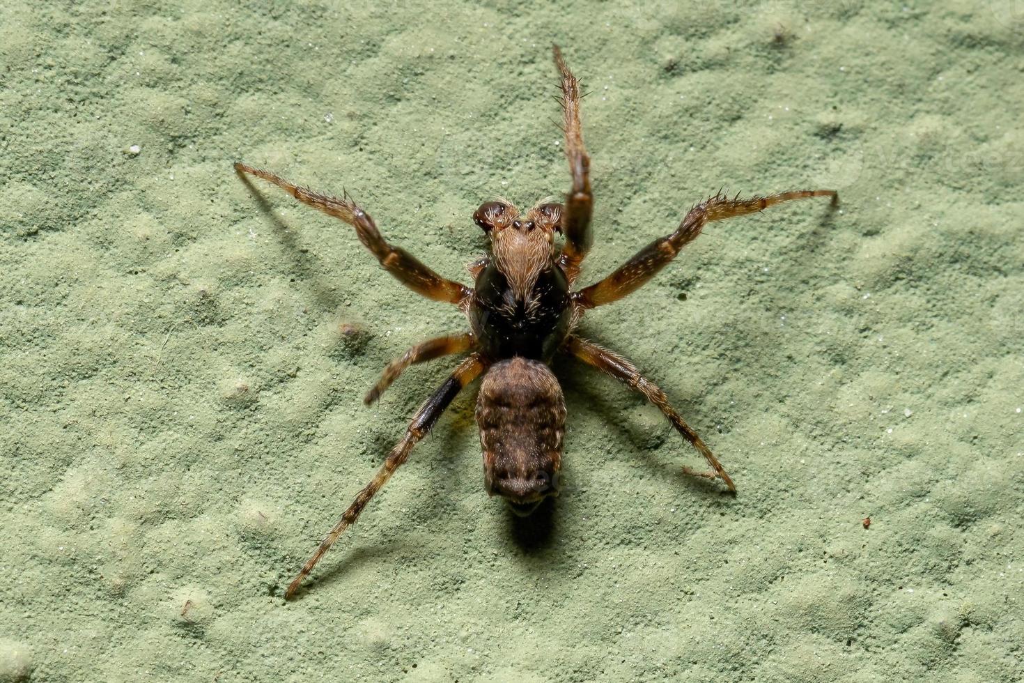 piccolo tipico orbweaver foto