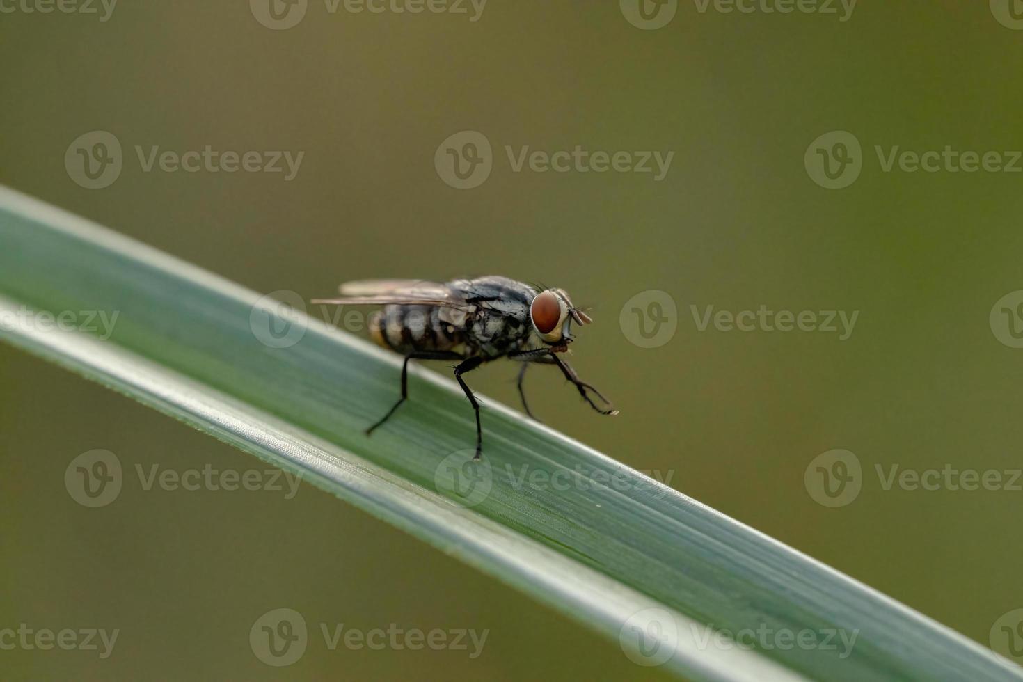 mosca di carne adulta foto