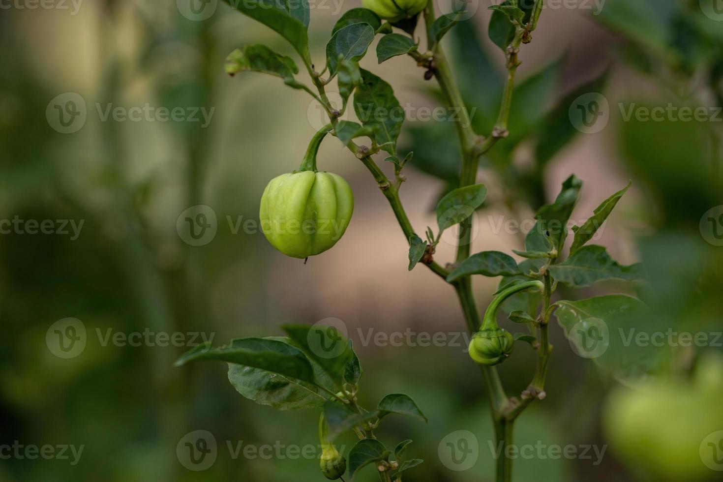 piante di peperone con frutti foto