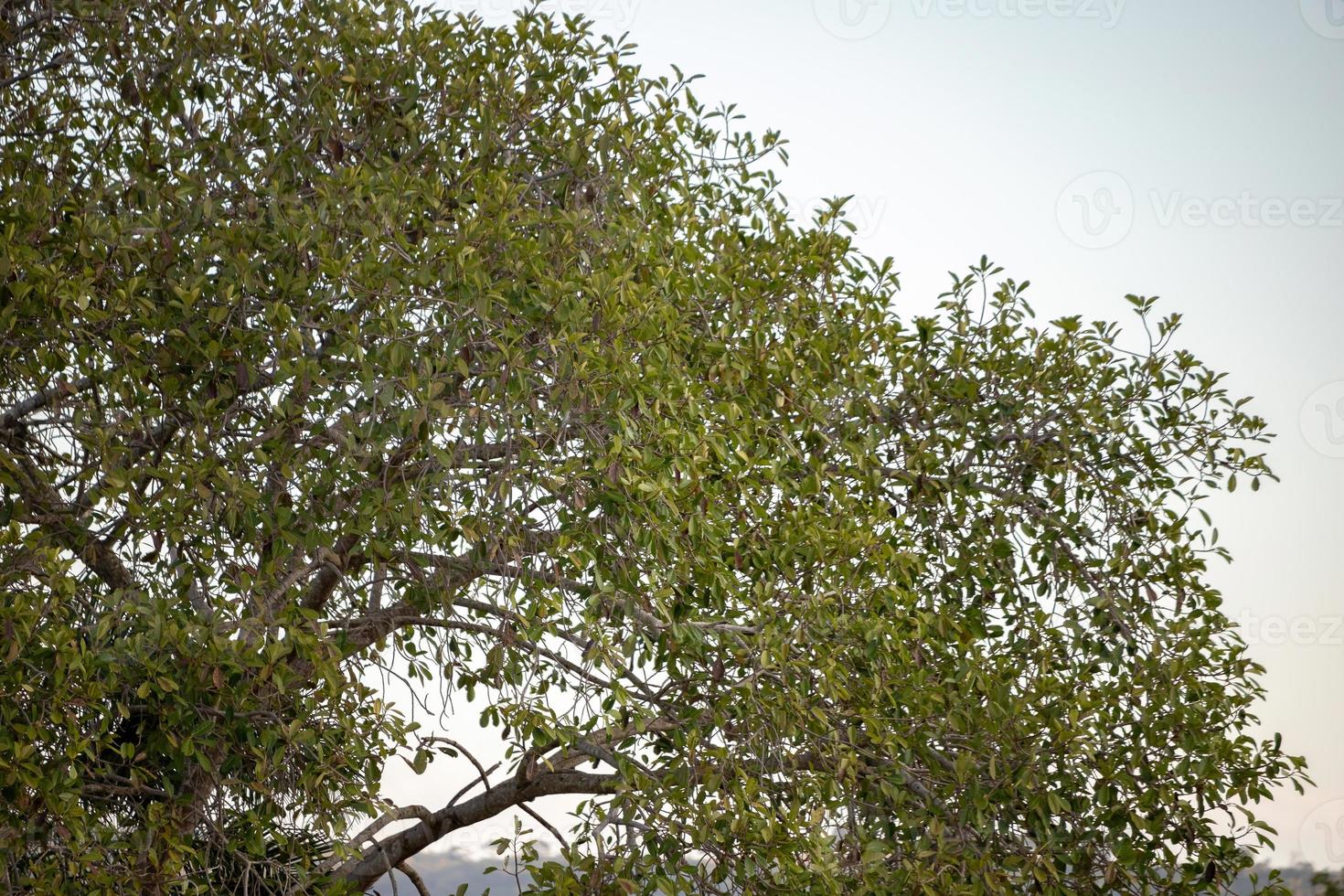 grande albero di angiosperme foto