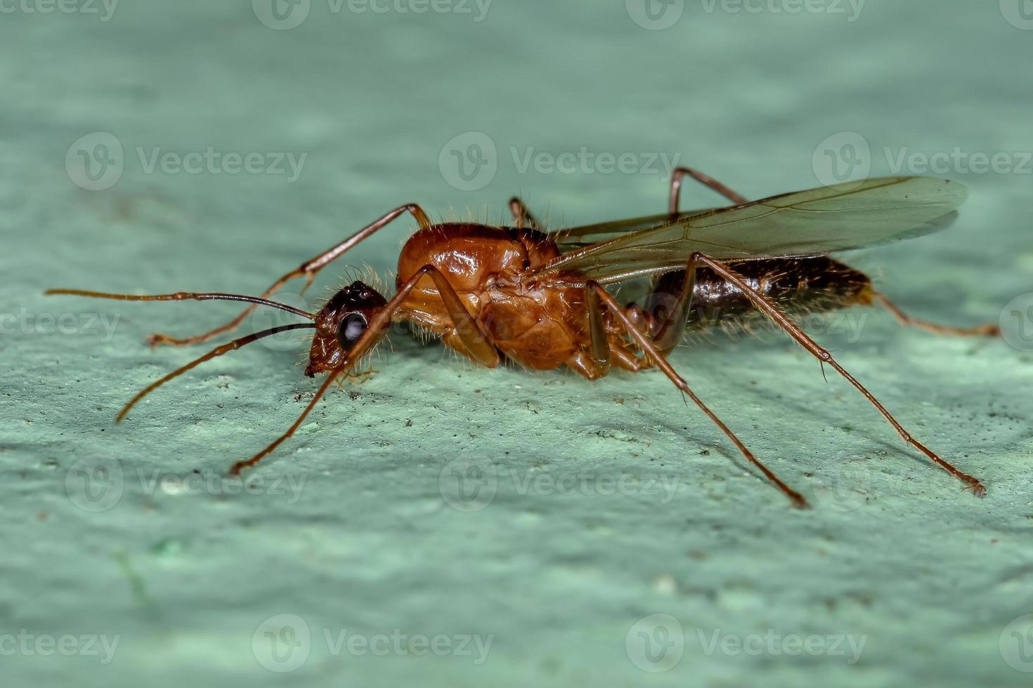 formica carpentiere alato maschio adulto foto