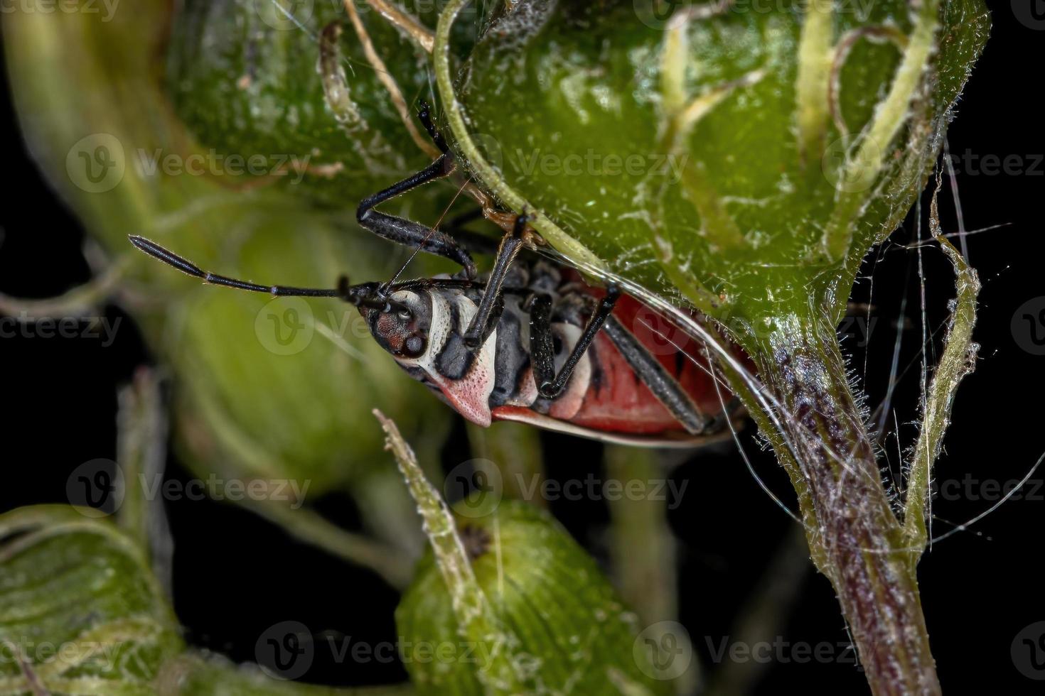 cimice adulta incrociata bianca foto