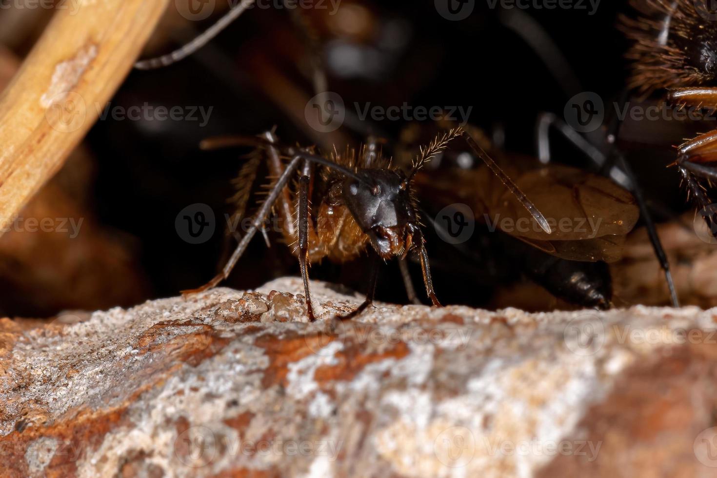 formica carpentiere femmina adulta foto