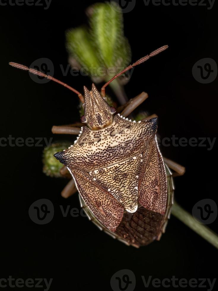 cimice del ventre verde adulto foto