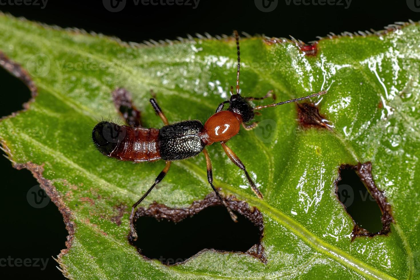 scarabeo da colpo di frusta adulto foto