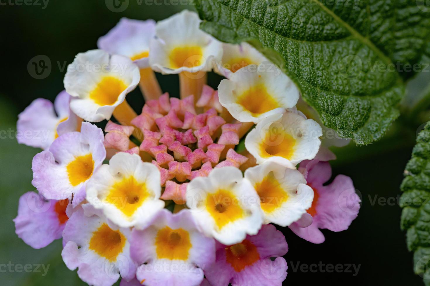 fiore di lantana comune foto