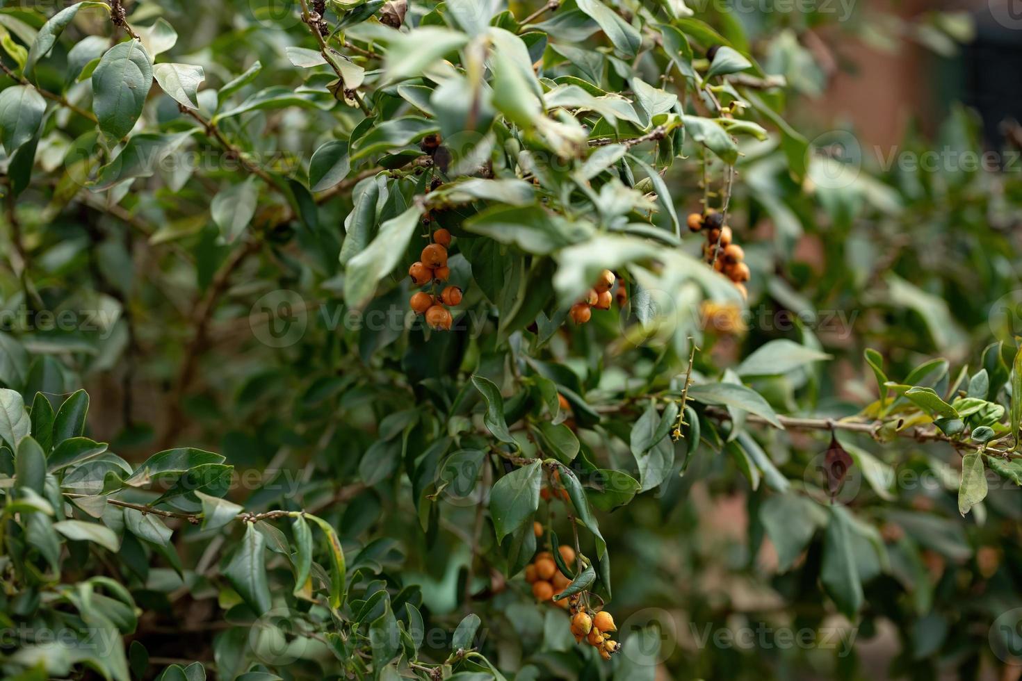 frutti gialli di skyflower foto