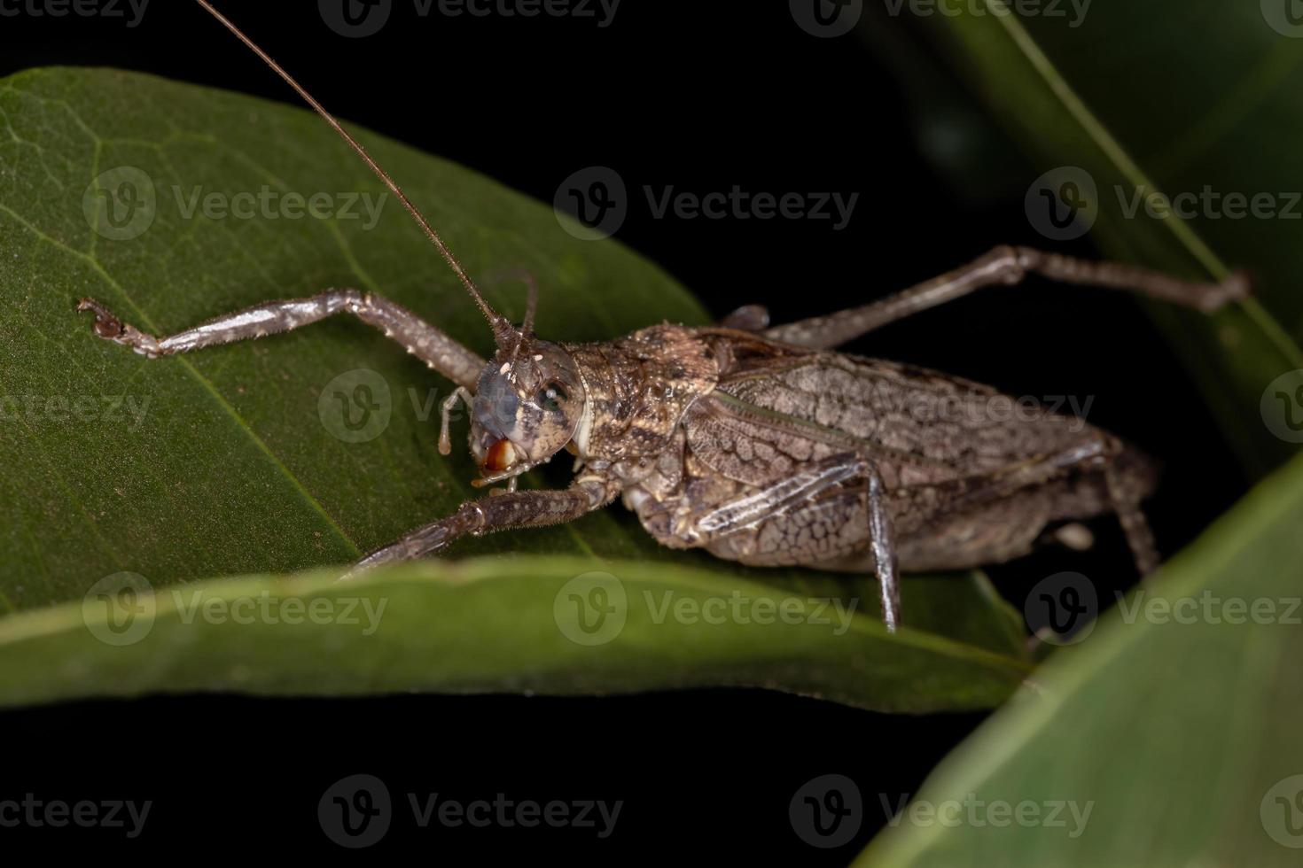 adulto vero katydid foto